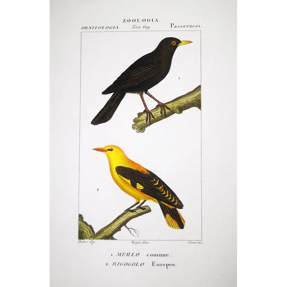 Turdus merula, Oriolus oriolus - Blackbird and Eurasian Golden Oriole by Prêtre (c.1835) Turdus merula, Oriolus oriolus - Blackbird and Eurasian Golden Oriole by Prêtre (c.1835)
