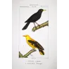(*Turdus merula*) - (*Oriolus oriolus*) Blackbird and Eurasian Golden Oriole  Original Antique Print by Prêtre (c.1835)
