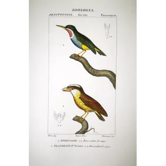 Todus viridis - Platyrinchus cancrominus Green Todus and Brown Platyrinchus   by Prêtre (c.1835)
