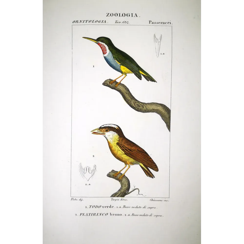 Todus viridis - Platyrinchus cancrominus Green Todus and Brown Platyrinchus by Prêtre (c.1835) Todus viridis - Platyrinchus cancrominus Green Todus and Brown Platyrinchus by Prêtre (c.1835)