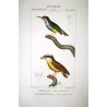(*Todus viridis*) - (*Platyrinchus cancrominus*) Green Todus and Brown Platyrinchus  Original Antique Print by Prêtre (c.1835)