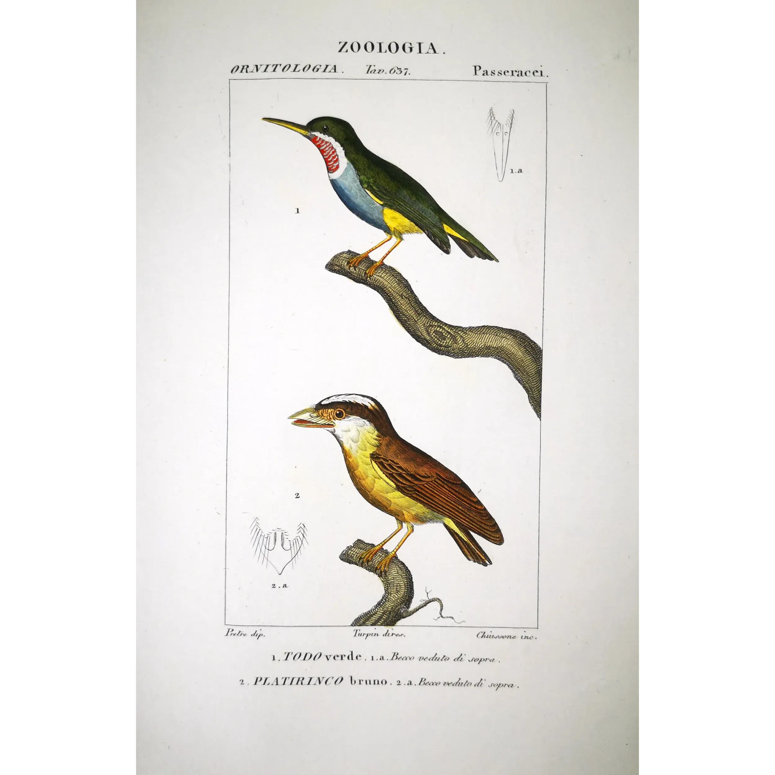 Todus viridis - Platyrinchus cancrominus Green Todus and Brown Platyrinchus   by Prêtre (c.1835)