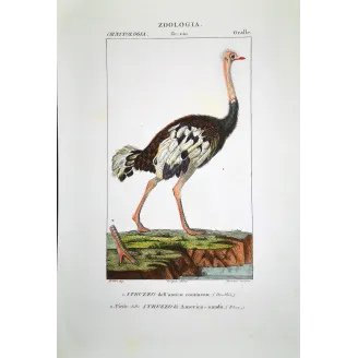 Struthio camelus - Rhea americana - Ostrich and Rhea Foot   engraving by Prêtre (c.1835)