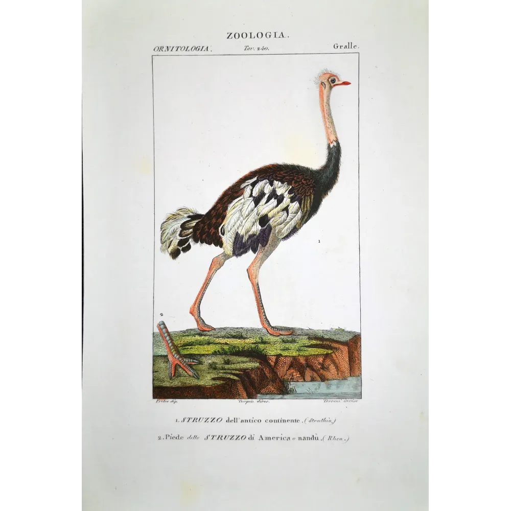 Struthio camelus - Rhea americana - Ostrich and Rhea Foot engraving by Prêtre (c.1835) Struthio camelus - Rhea americana - Ostrich and Rhea Foot engraving by Prêtre (c.1835)