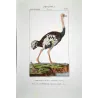 (*Struthio camelus*) - (*Rhea americana*)  - Ostrich and Rhea Foot  Original hand-colored Antique Print by Prêtre (c.1835)