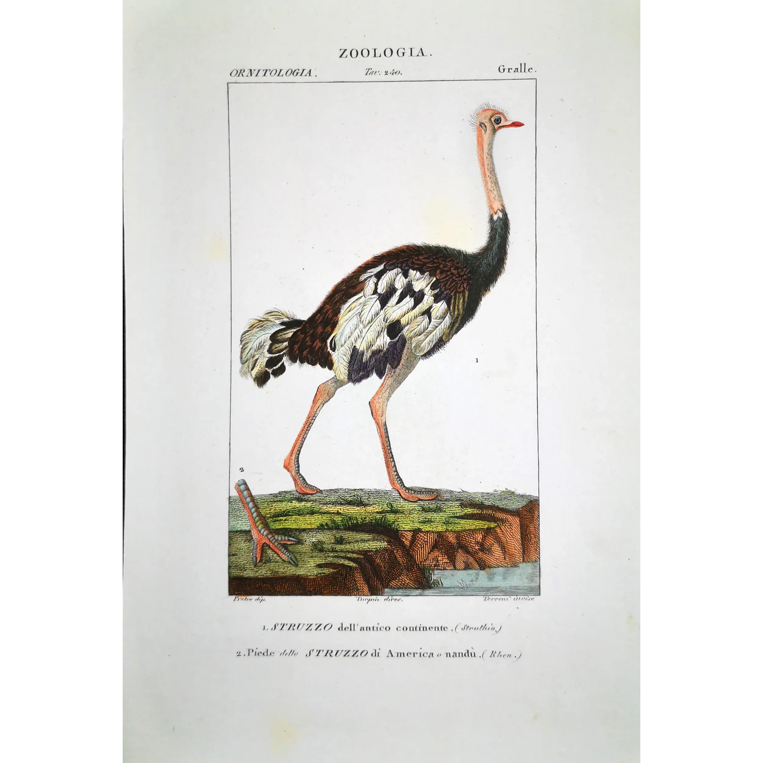 Struthio camelus - Rhea americana - Ostrich and Rhea Foot   engraving by Prêtre (c.1835)