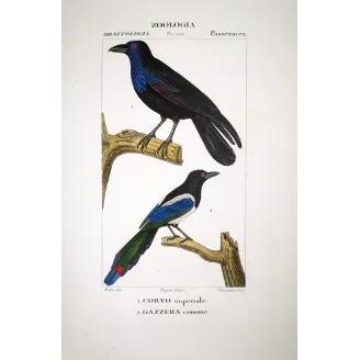 Gracula religiosa, Urocissa erythroryncha - Imperial Crow and Common Magpie   by Prêtre (c.1835)