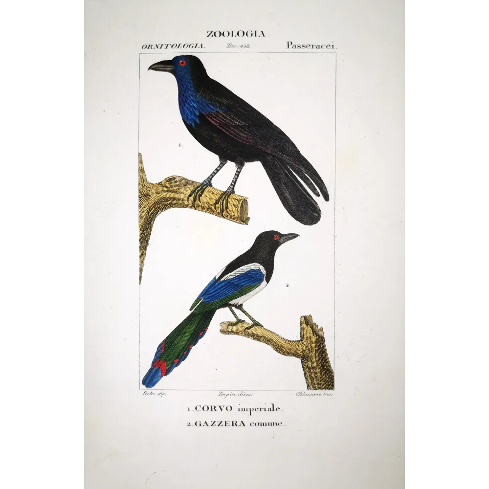 Gracula religiosa, Urocissa erythroryncha - Imperial Crow and Common Magpie by Prêtre (c.1835) Gracula religiosa, Urocissa erythroryncha - Imperial Crow and Common Magpie by Prêtre (c.1835)