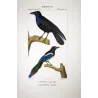 (*Gracula religiosa*) - (*Urocissa erythroryncha*)  Imperial Crow and Common Magpie  Original Antique Print by Prêtre (c.1835)