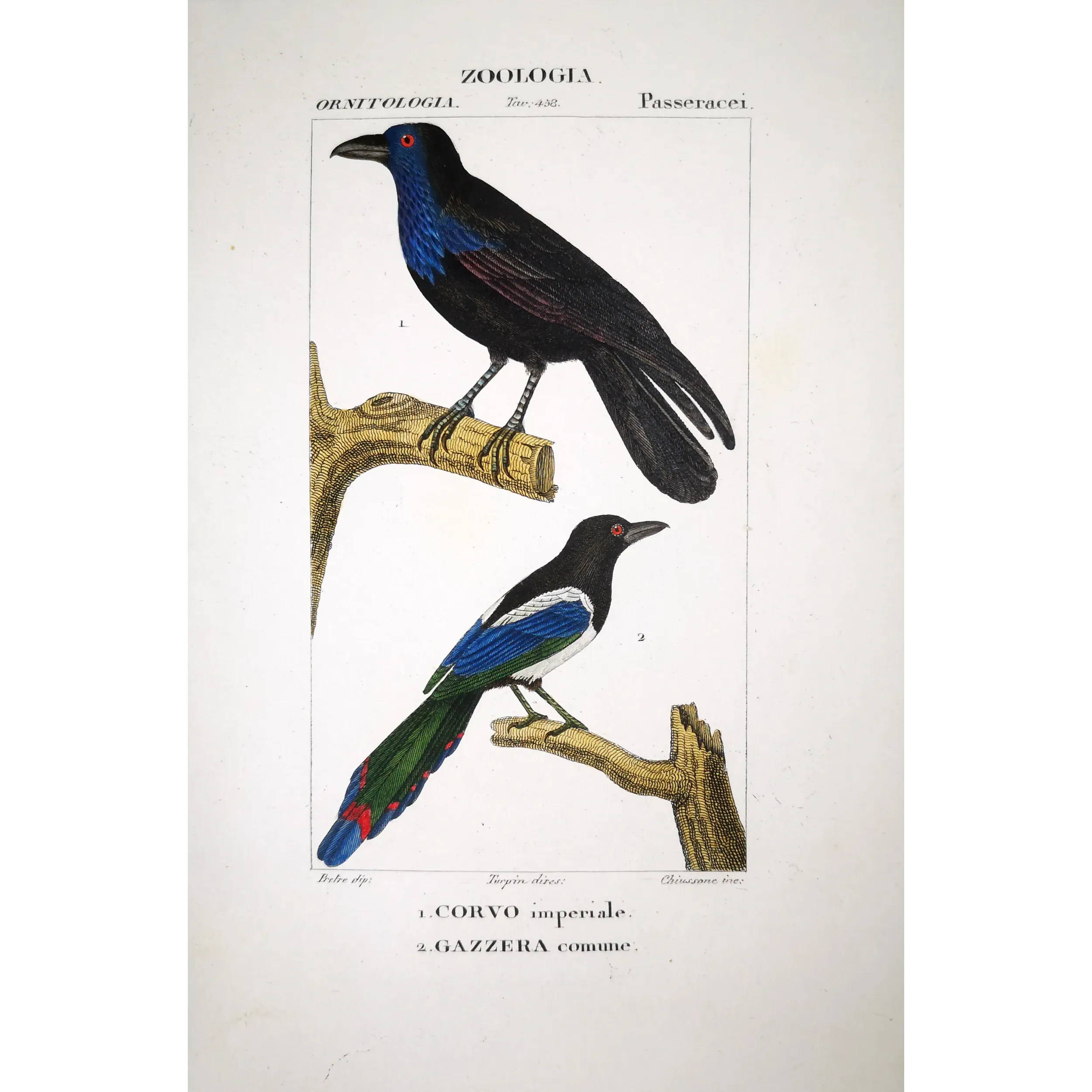 Gracula religiosa, Urocissa erythroryncha - Imperial Crow and Common Magpie   by Prêtre (c.1835)