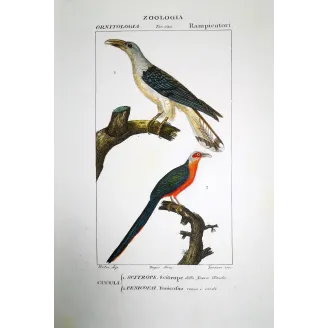 Scythrops novaehollandiae -  Red-and-Green Trogon   by Prêtre (c.1835)