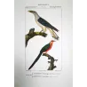 (*Scythrops novaehollandiae*) and Red-and-Green Trogon Original hand-colored Antique Print by Prêtre (c.1835)