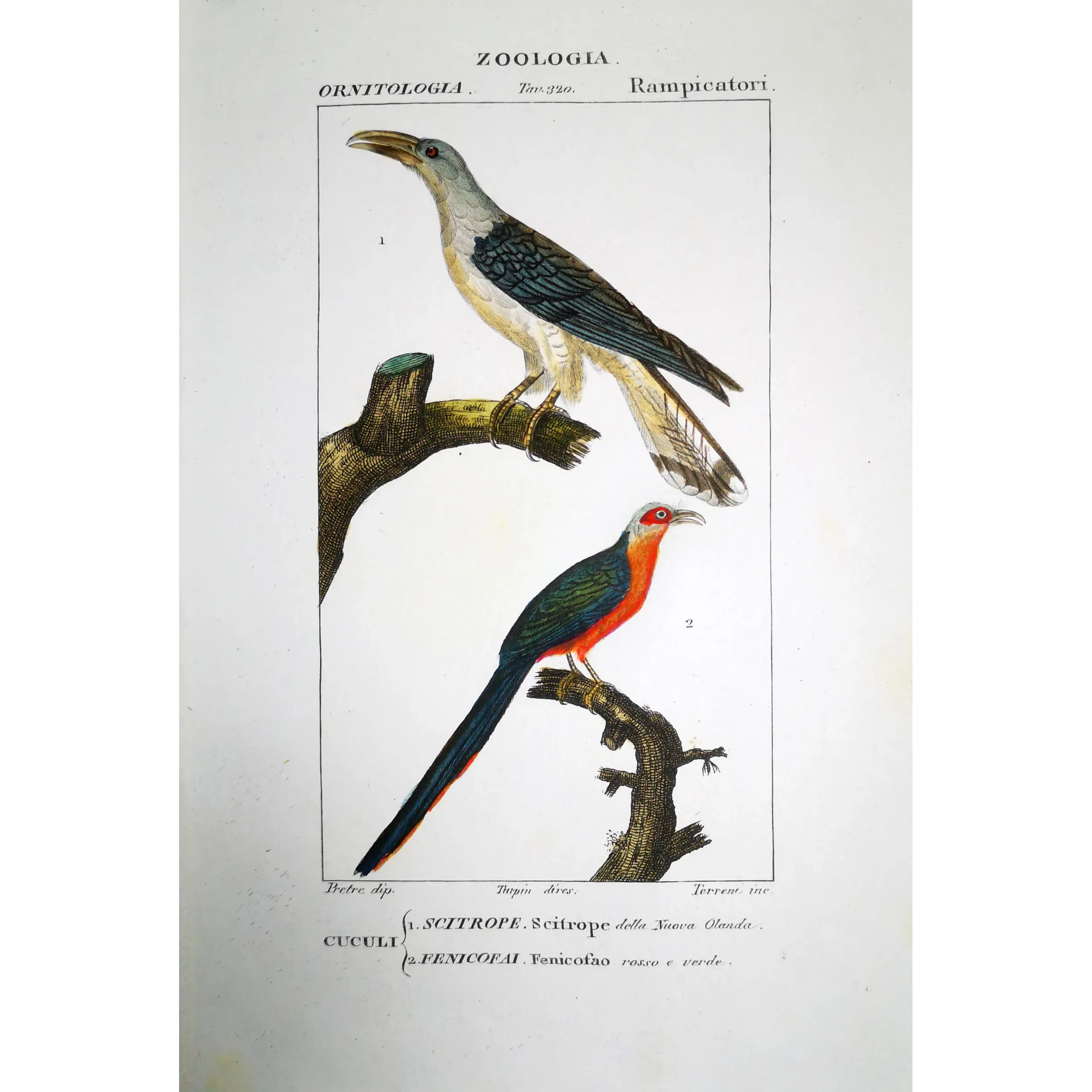 Scythrops novaehollandiae -  Red-and-Green Trogon   by Prêtre (c.1835)