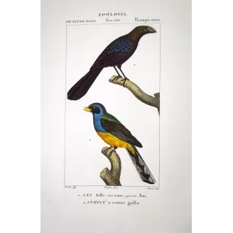 Ani & Yellow-bellied Trogon – Prêtre Antique Engraving