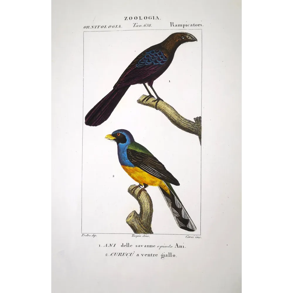 Ani & Yellow-bellied Trogon – Prêtre Antique Engraving