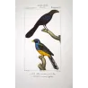 Ani and Yellow-bellied Curuçu  Original hand-colored Antique Print by Prêtre (c.1835)