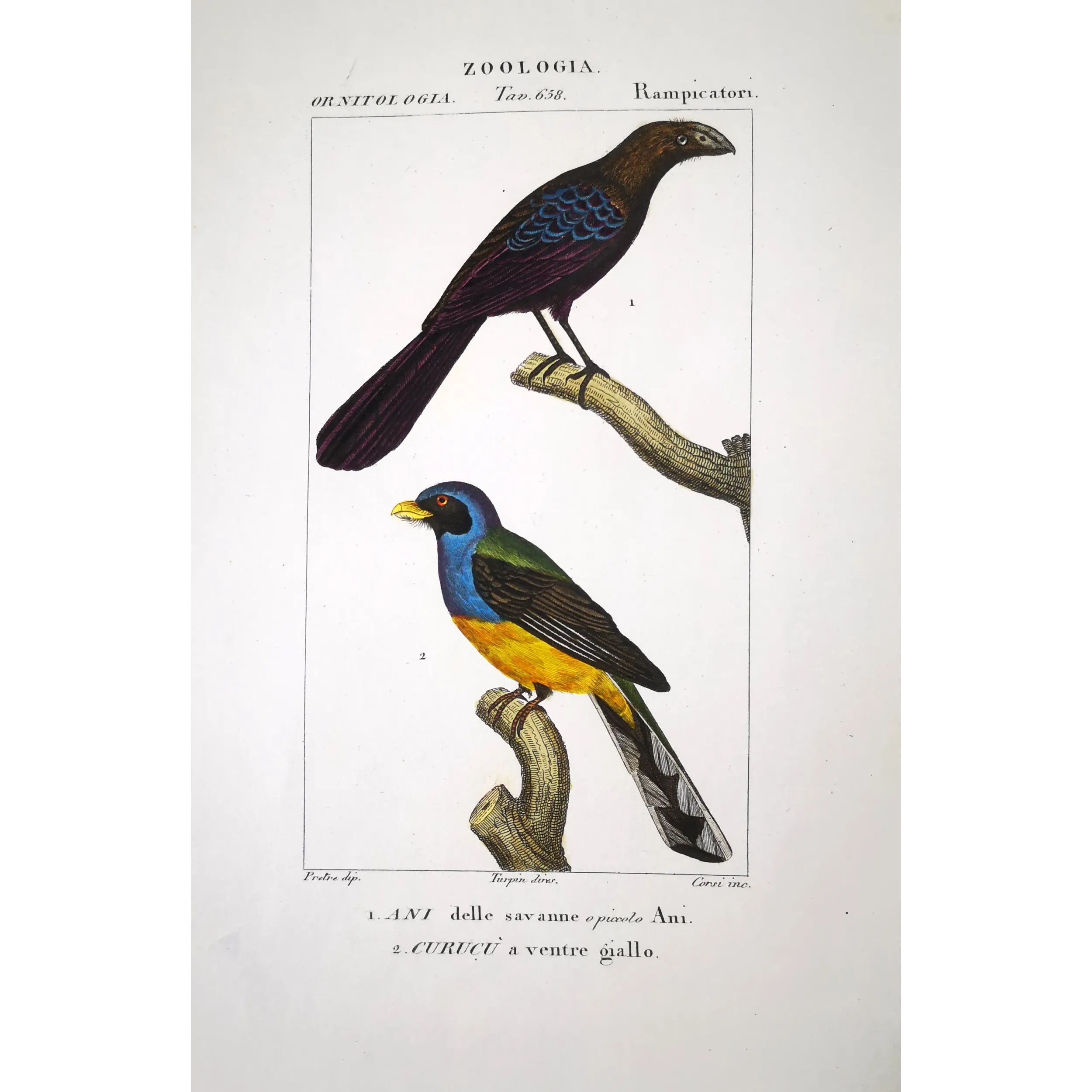 Ani & Yellow-bellied Trogon – Prêtre Antique Engraving