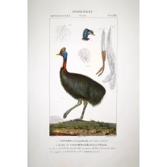 Cassowary Antique Engraving – Prêtre (c.1835)