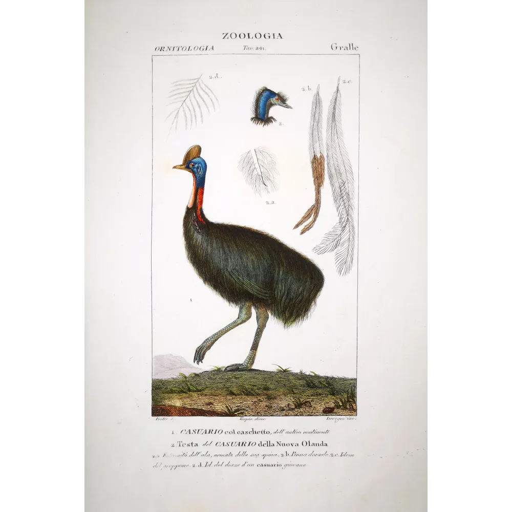Cassowary Antique Engraving – Prêtre (c.1835)