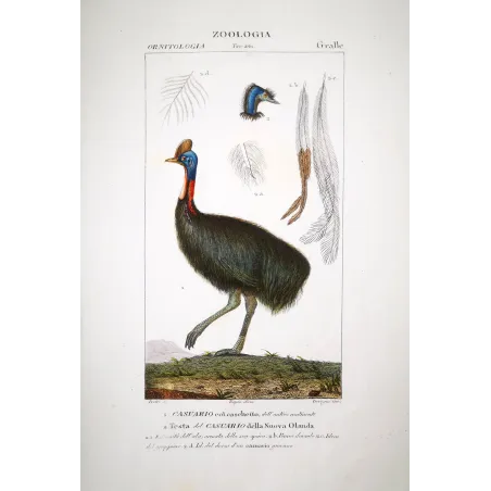 Cassowary Antique Engraving – Prêtre (c.1835)