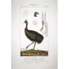 Southern Cassowary (*Casuarius casuarius*)  Original hand-colored Antique Print by Prêtre (c.1835)