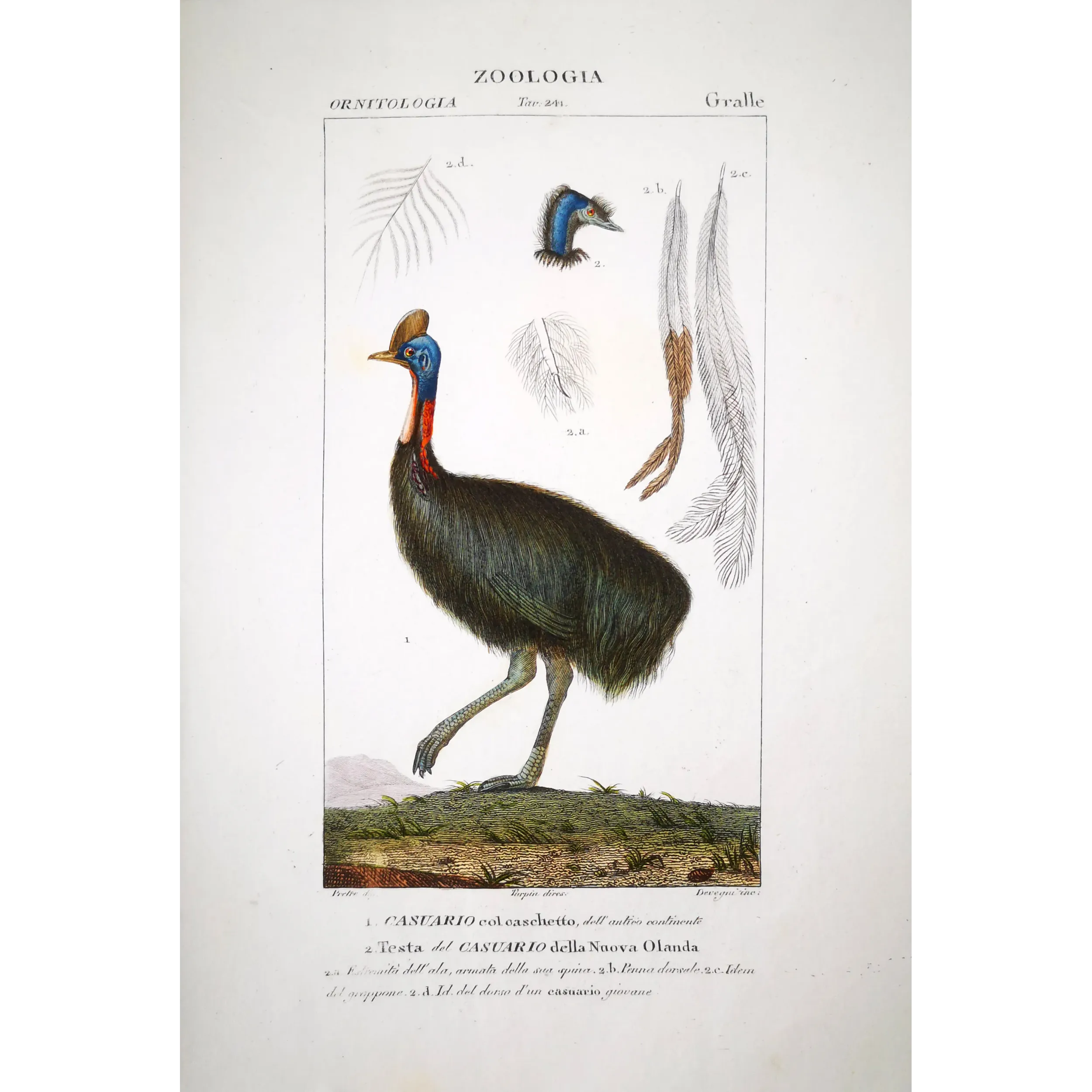 Cassowary Antique Engraving – Prêtre (c.1835)