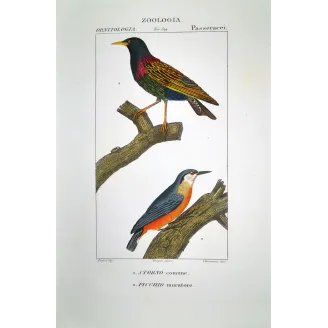 Tichodroma muraria - Starling Sturnus vulgaris and Wallcreeper   Antique Engraving by Prêtre