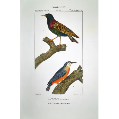 Tichodroma muraria - Starling Sturnus vulgaris and Wallcreeper   Antique Engraving by Prêtre