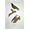 Common Starling (*Sturnus vulgaris*) - Wallcreeper (*Tichodroma muraria*) Original hand-colored Antique Print by Prêtre (c.1835)
