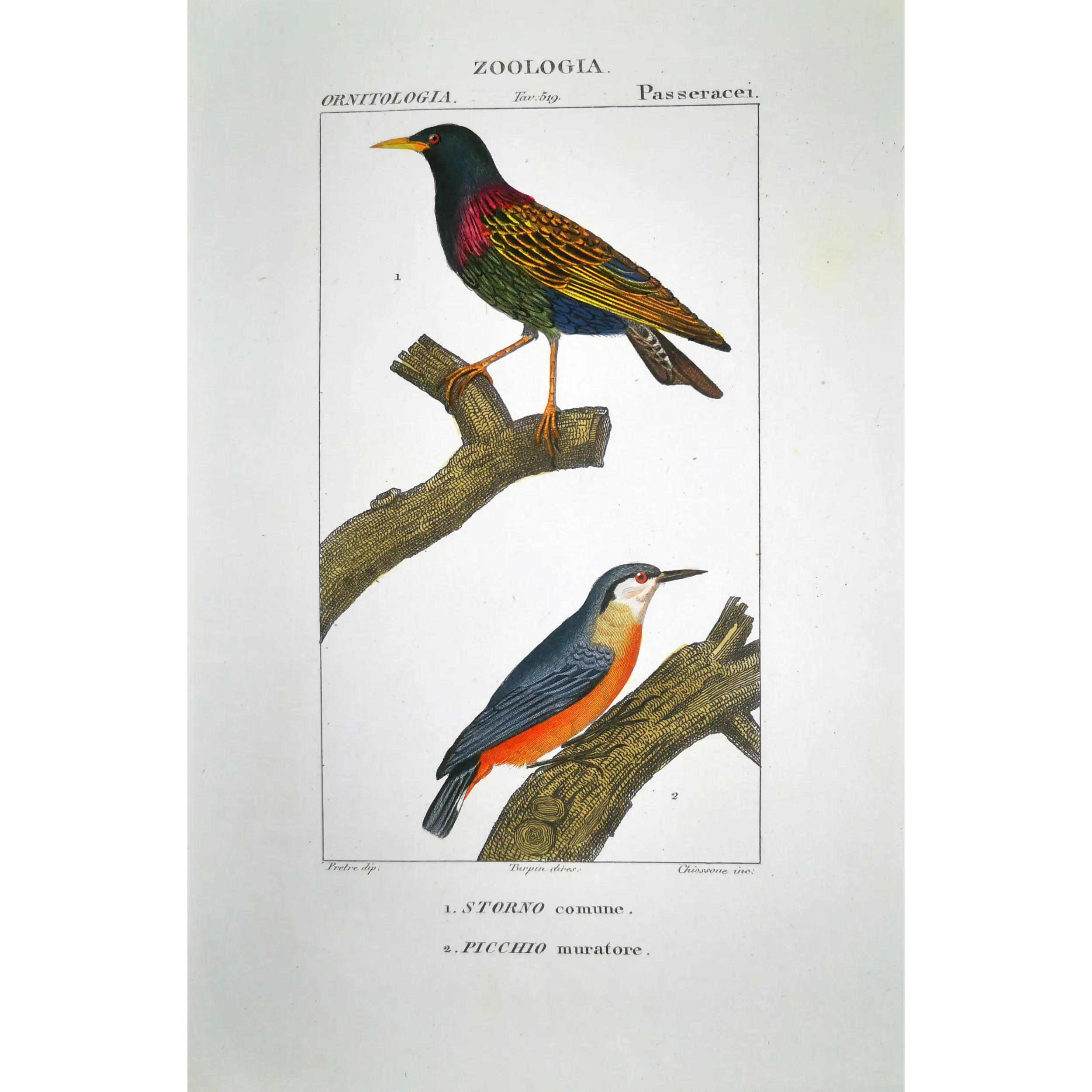 Antique Print by Pierre Antoine Prêtre – Common Starling (Sturnus vulgaris)