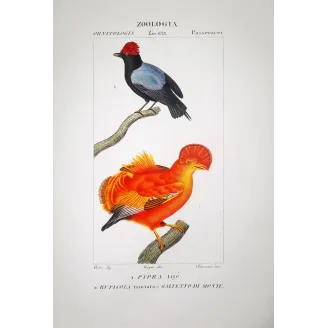Rupicola rupicola - Cock-of-the-rock  and Manakin Pipra spp  Antique Print  -  Prêtre
