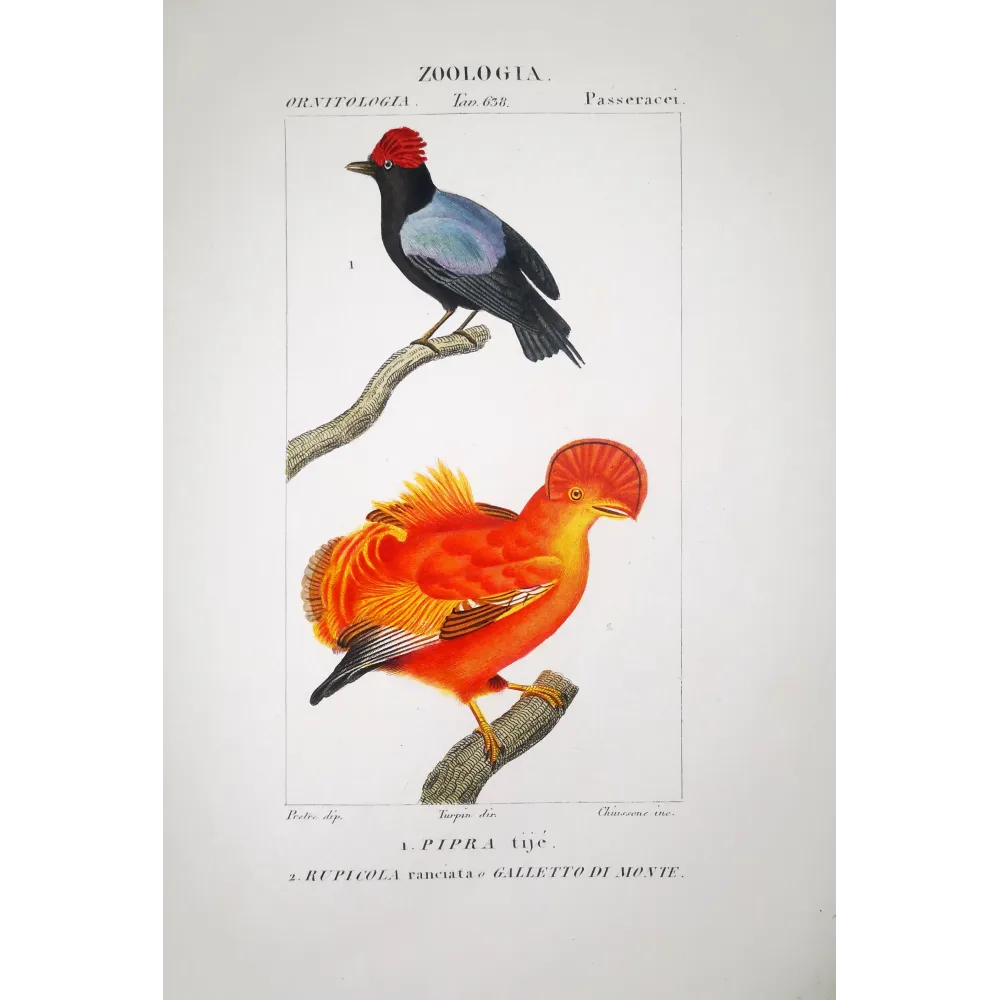 Rupicola rupicola - Cock-of-the-rock and Manakin Pipra spp Antique Print - Prêtre Rupicola rupicola - Cock-of-the-rock and Manakin Pipra spp Antique Print - Prêtre