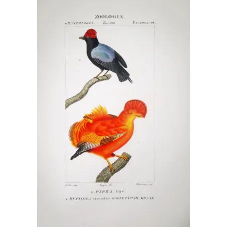 Rupicola rupicola - Cock-of-the-rock  and Manakin Pipra spp  Antique Print  -  Prêtre