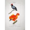 Cock-of-the-rock (*Rupicola rupicola*) and Manakin (*Pipra spp.*) Original hand-colored engraving by Prêtre (c.1835)