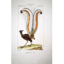 Menura superba - Lyrebird   Antique Print  Prêtre (c.1835)
