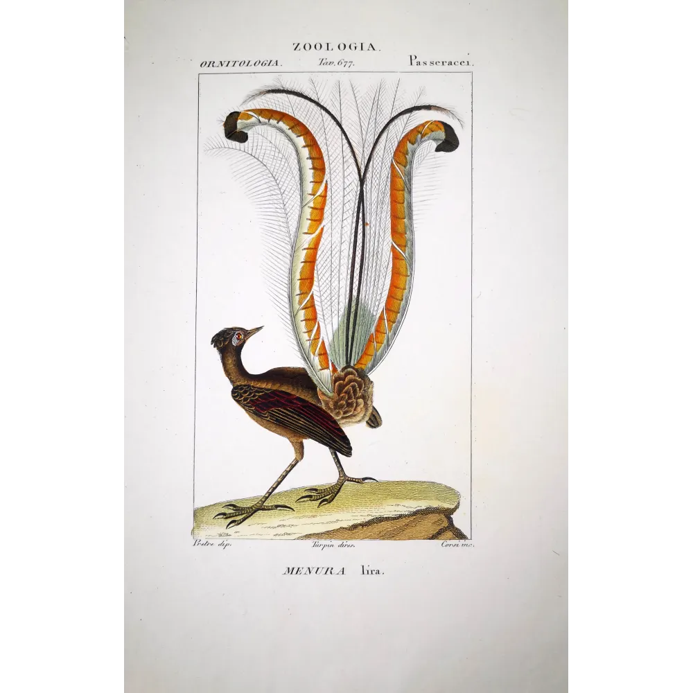 Menura superba - Lyrebird   Antique Print  Prêtre (c.1835)