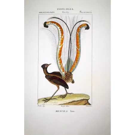 Menura superba - Lyrebird   Antique Print  Prêtre (c.1835)