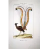 Lyrebird (*Menura superba*) Original hand-colored engraving by Prêtre (c.1835)