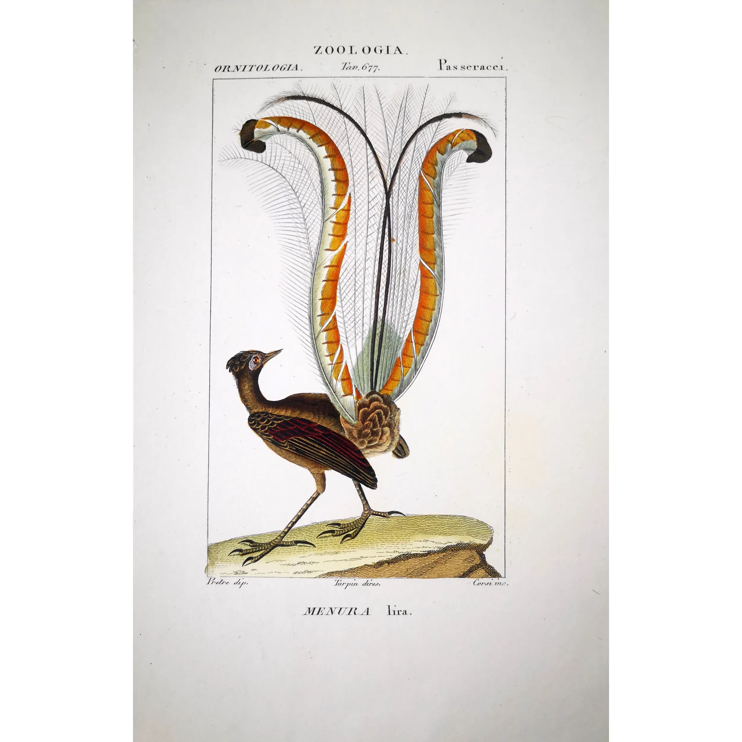 Antique Bird Engraving – Pierre Antoine Prêtre – Lyrebird