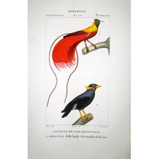 Red Bird of Paradise & Javan Myna – Prêtre Engraving