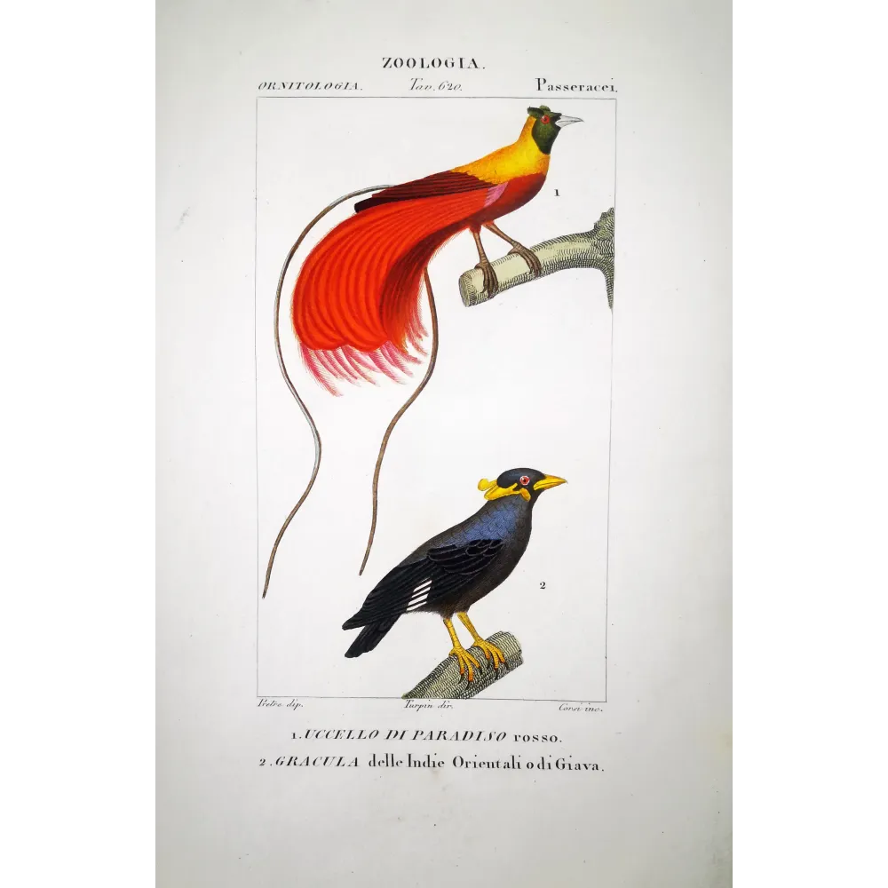 Red Bird of Paradise & Javan Myna – Prêtre Engraving