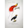 European Green Woodpecker (*Picus viridis*) and Eurasian Wryneck (*Jynx torquilla*) Original engraving by Prêtre (c.1835)