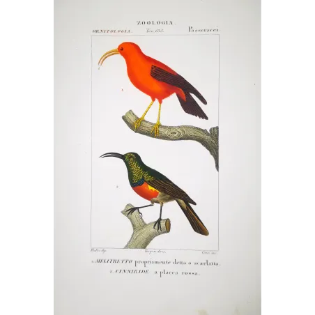 Drepanis coccinea - Scarlet Honeycreeper Antique Print