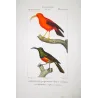 Scarlet Honeycreeper (*Drepanis coccinea*) - Red-chested Sunbird (*Cinnyris erythrocercus*) Original engraving by Prêtre (c1835)