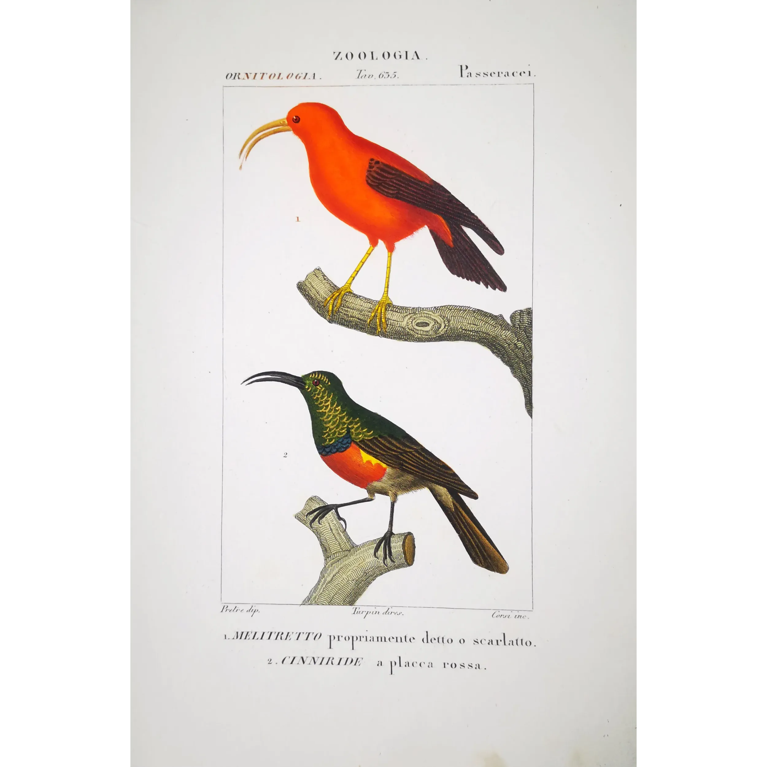 Scarlet Melliretto & Gold Cinnyris – Prêtre Engraving