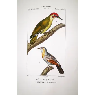 European Green Woodpecker & Wryneck – Prêtre Engraving
