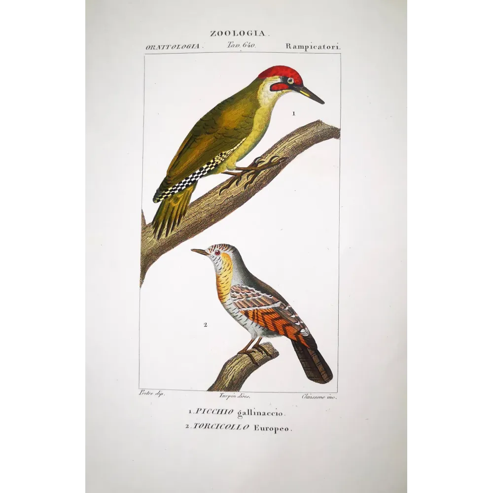 European Green Woodpecker & Wryneck – Prêtre Engraving
