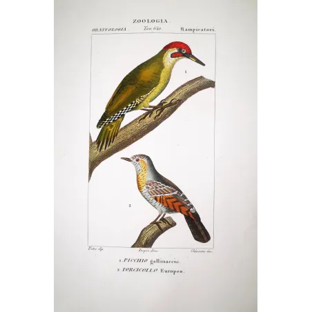 European Green Woodpecker & Wryneck – Prêtre Engraving