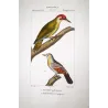 Greater Bird-of-Paradise (*Paradisaea apoda*) - Common Hill Myna (*Gracula religiosa*) Original engraving by Prêtre (c.1835)