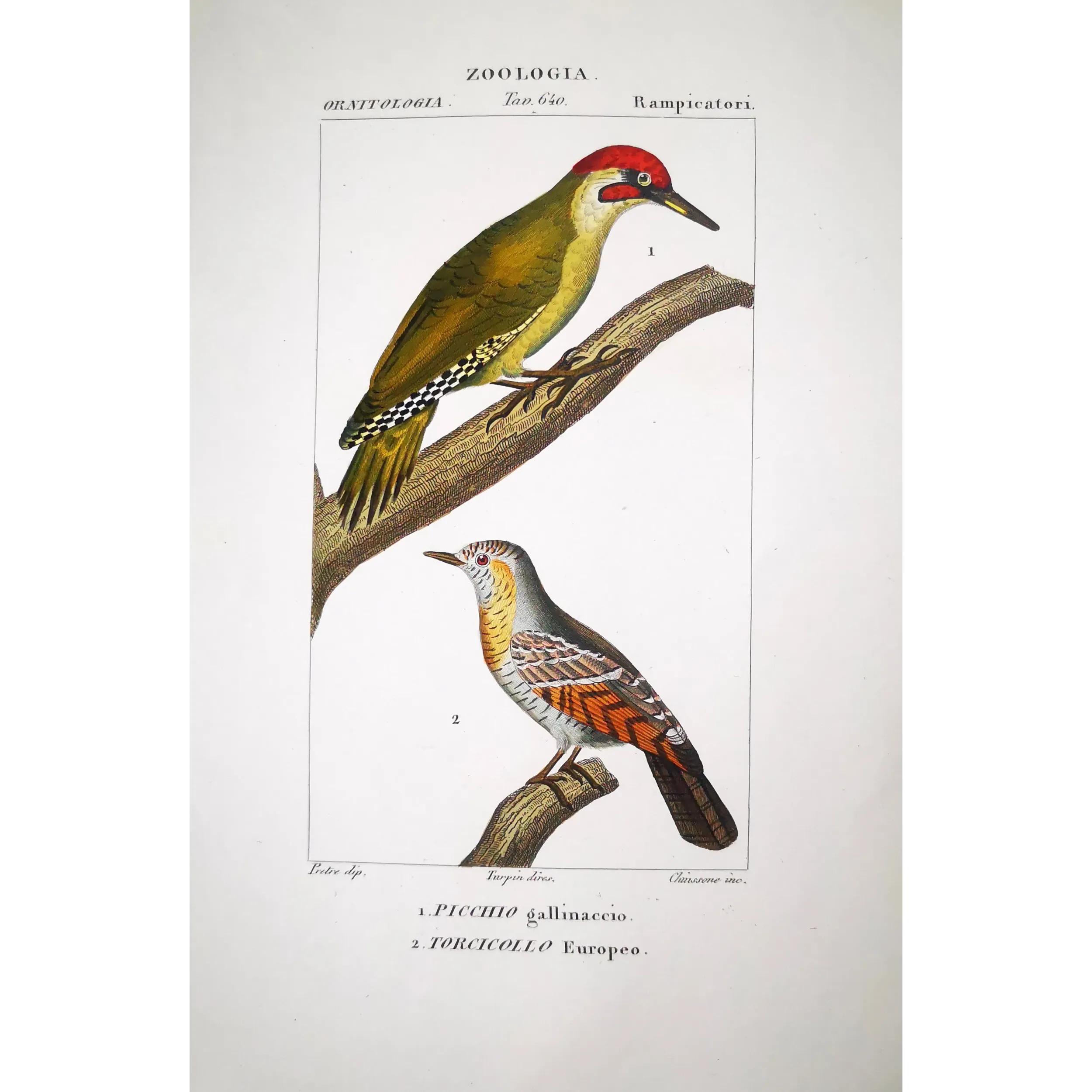 European Green Woodpecker & Wryneck – Prêtre Engraving